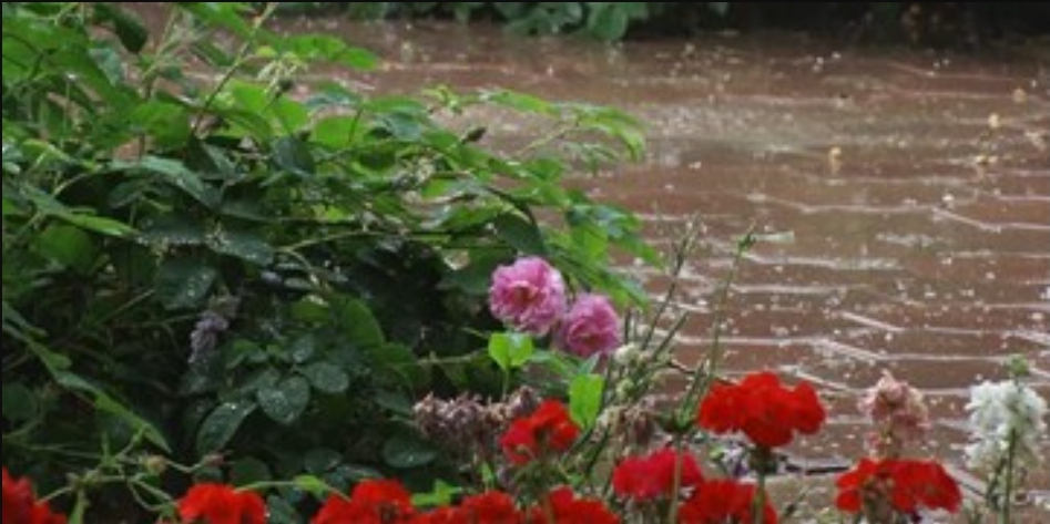 بارش باران و کاهش دما در مناطق مختلف کشور تا ۵ روز آینده بارش باران و کاهش دما در مناطق مختلف کشور تا ۵ روز آینده