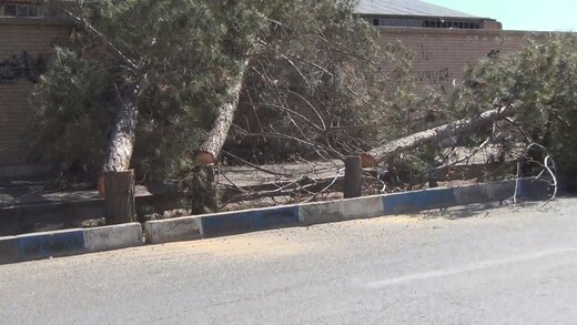 شهرداری قالیباف نتوانست؛شهرداری زاکانی توانست/ قطع درختان پارک برای احداث پارکینگ طبقاتی شهرداری قالیباف نتوانست؛شهرداری زاکانی توانست/ قطع درختان پارک برای احداث پارکینگ طبقاتی