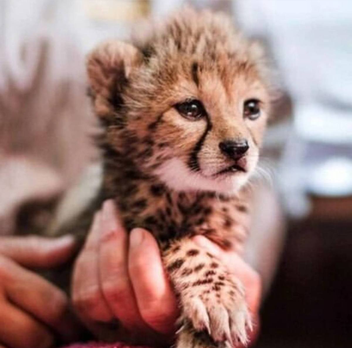 متهم پیدا شد؛ تحریم ها، عامل مرگ دومین توله متهم پیدا شد؛ تحریم ها، عامل مرگ دومین توله