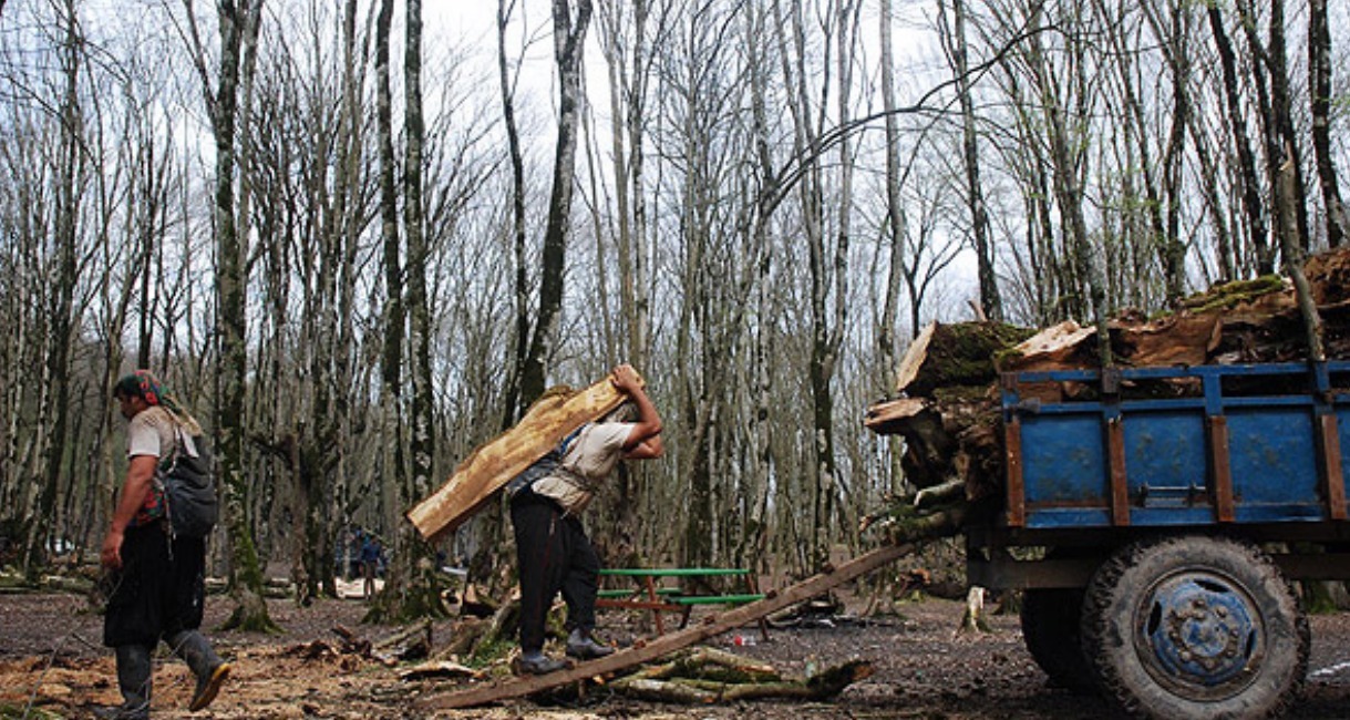 تاراج جنگلها ، با مصوبه جنجال برانگیز مجلس تاراج جنگلها ، با مصوبه جنجال برانگیز مجلس
