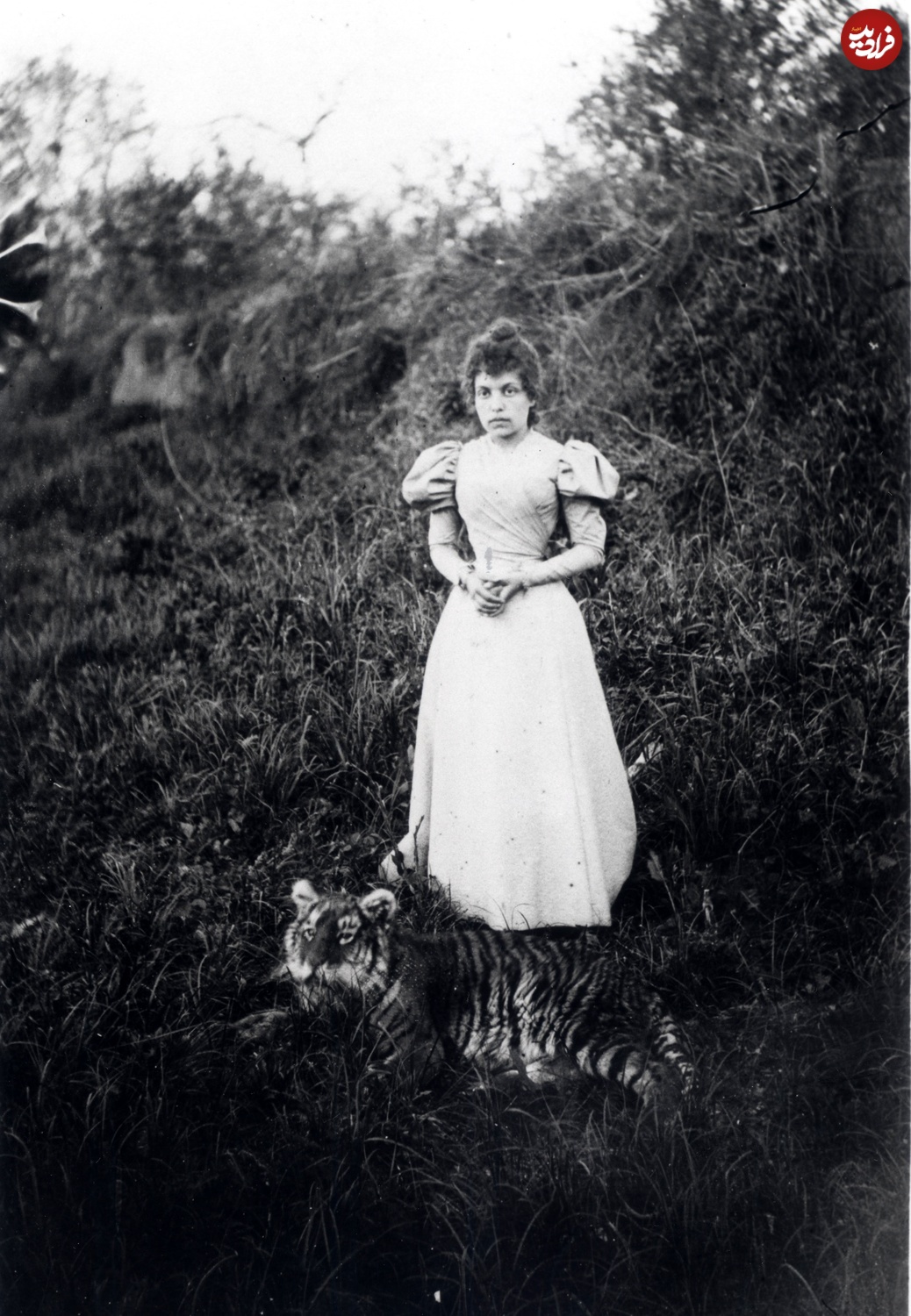 عکسهای دیدهنشده از ببر مازندران در دوران قاجار