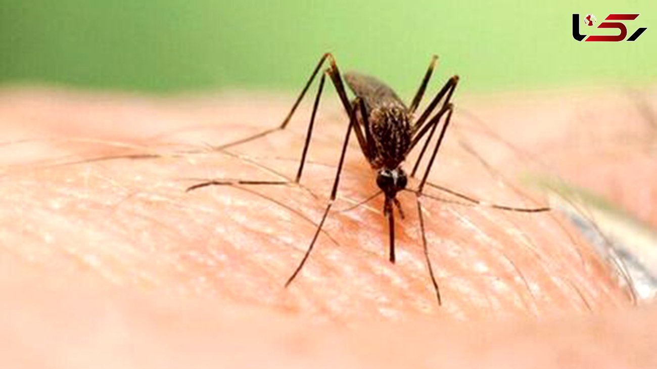 وجود پشه آئدس در ۴۰ شهر ایران/ خونخواری پشه در صبح و غروب وجود پشه آئدس در ۴۰ شهر ایران/ خونخواری پشه در صبح و غروب