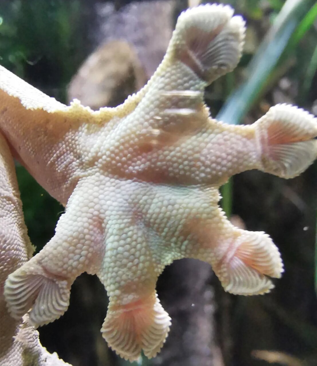 حیواناتی که شکل پای آنها خیلی عجیب است!