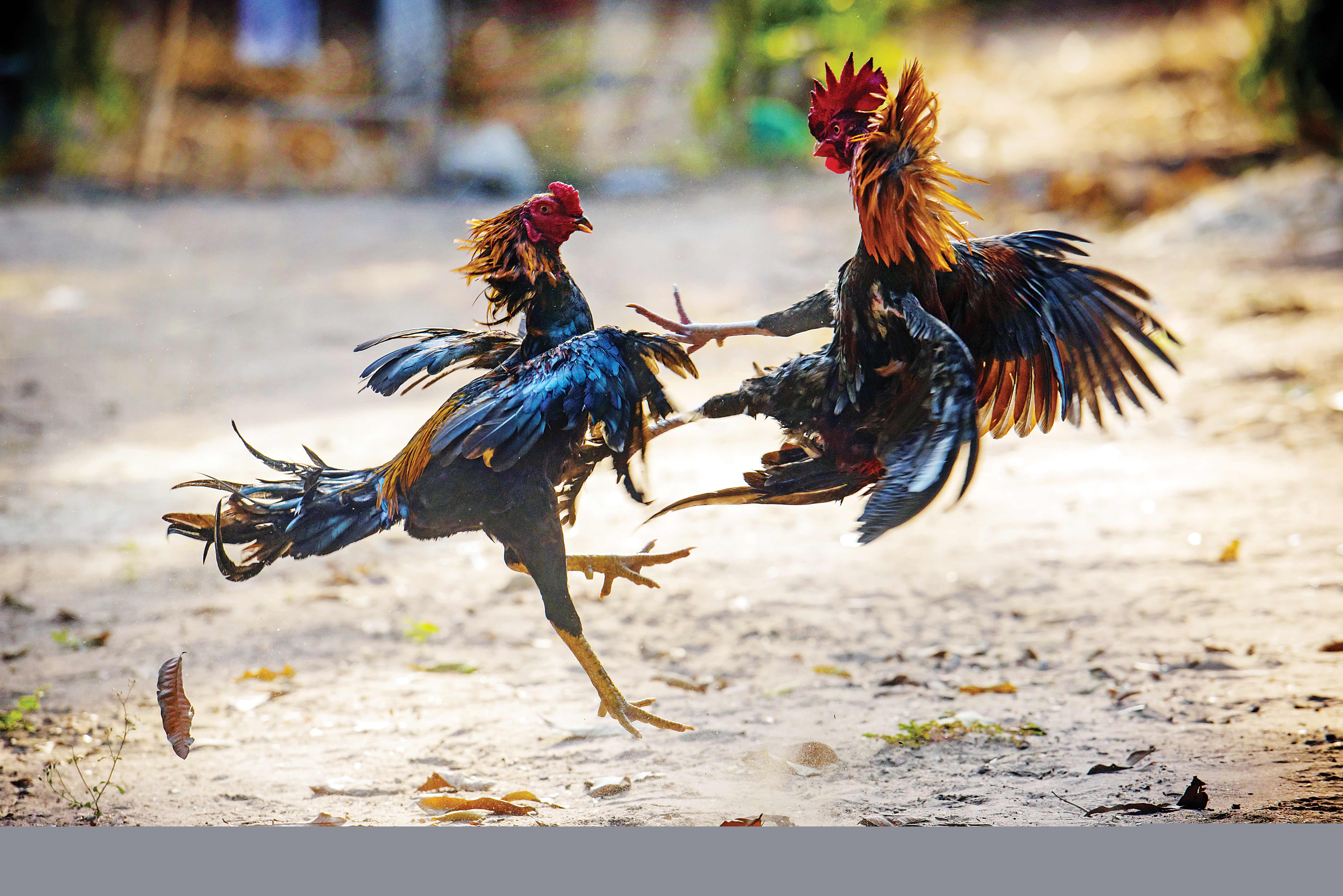 این خروس لاری افغان در تهران رقیب ندارد!