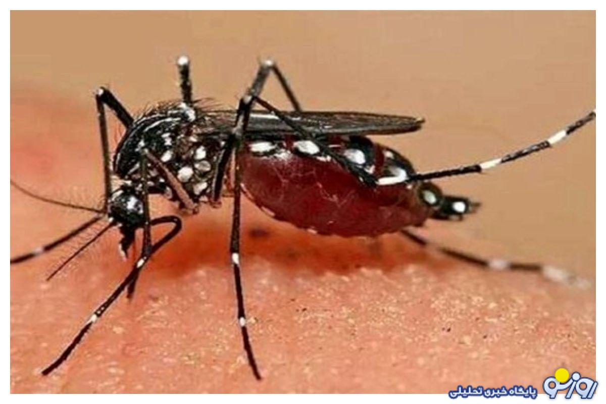 ویدئو| تب دنگی چه علائمی دارد؟ ویدئو| تب دنگی چه علائمی دارد؟