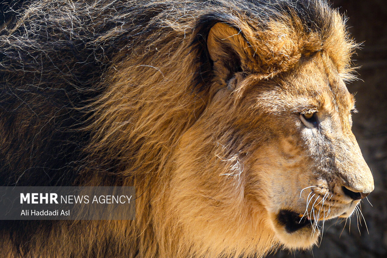 عکسهای جذاب و دیدهنشده از باغوحش تهران
