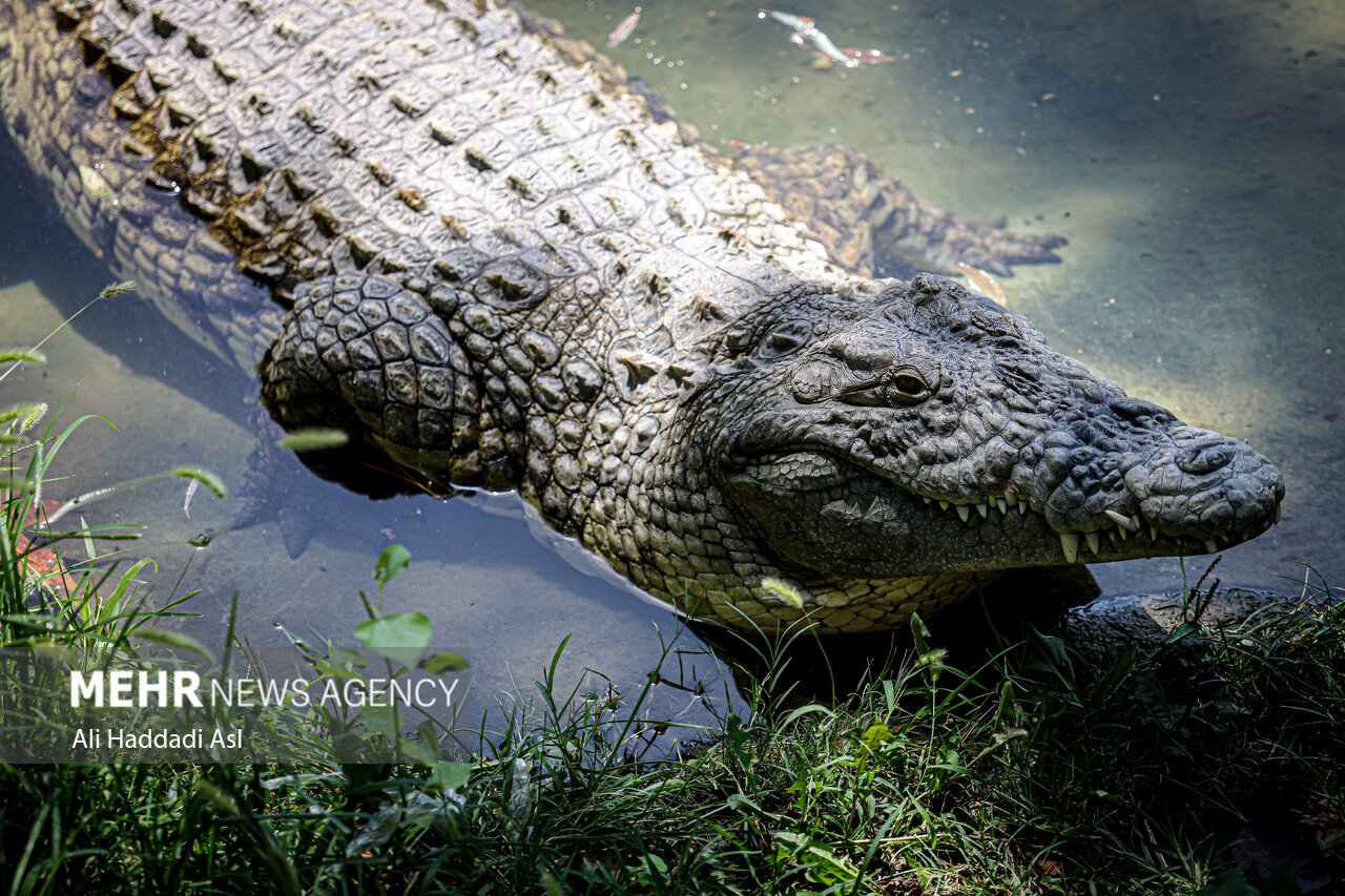 عکسهای جذاب و دیدهنشده از باغوحش تهران