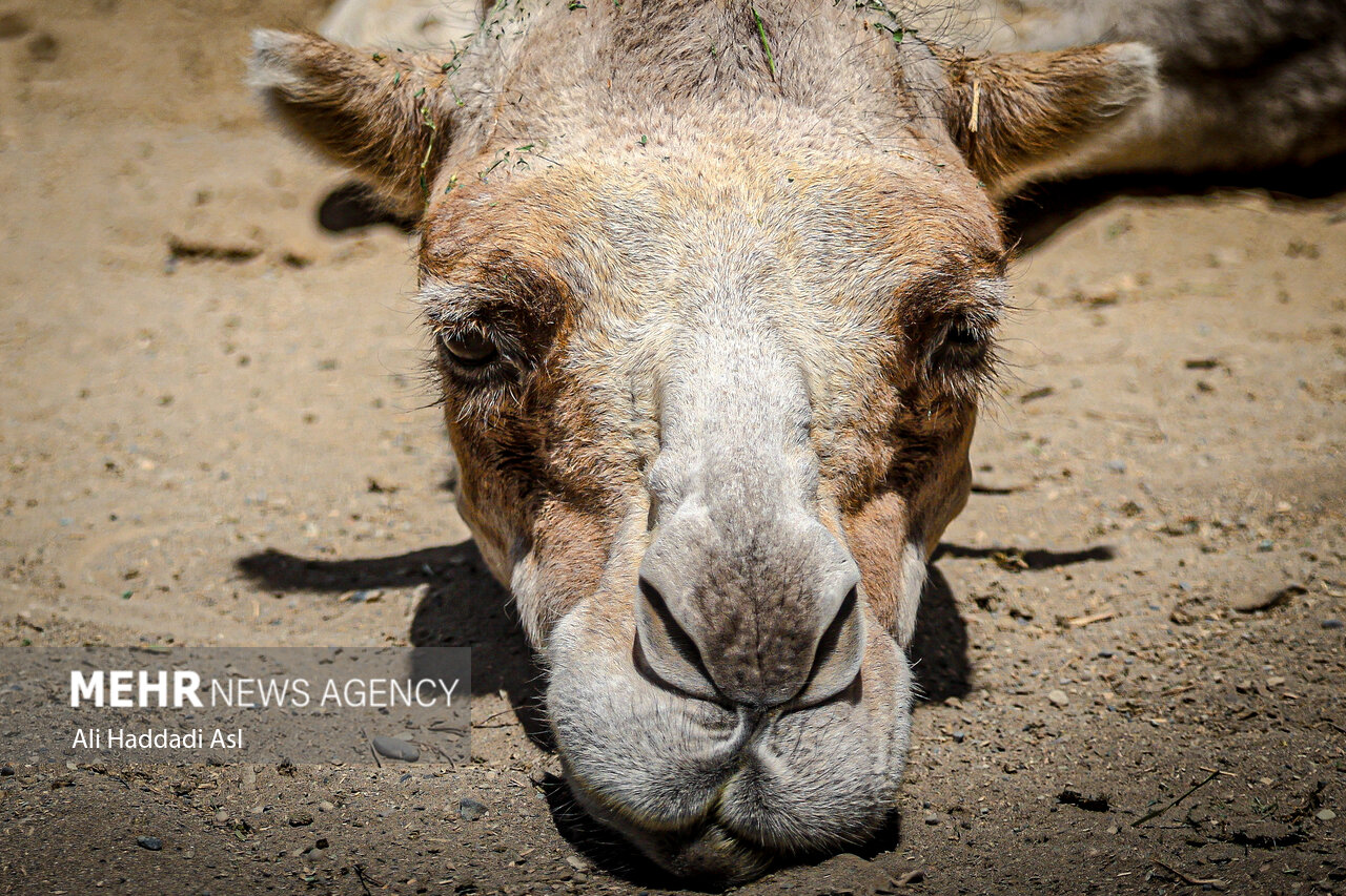 عکسهای جذاب و دیدهنشده از باغوحش تهران