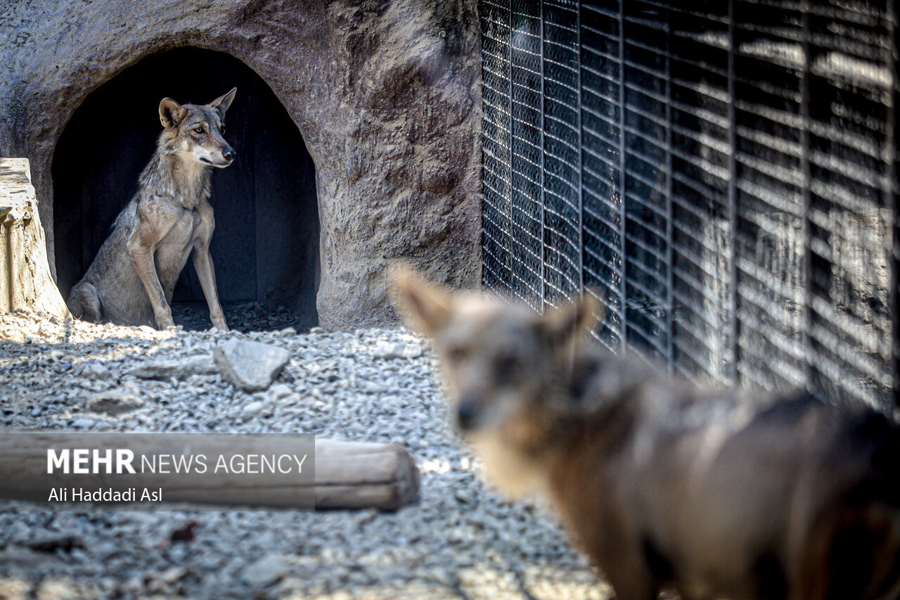 عکسهای جذاب و دیدهنشده از باغوحش تهران