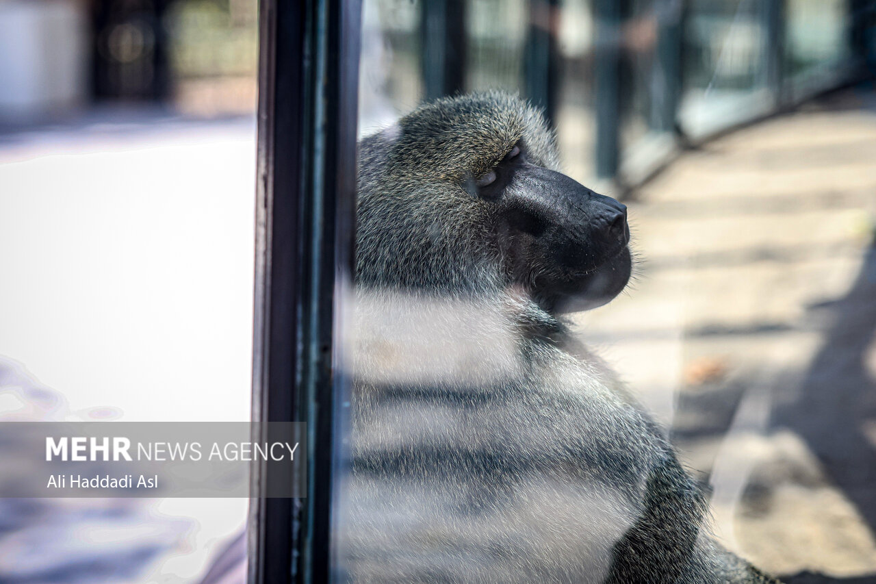 عکسهای جذاب و دیدهنشده از باغوحش تهران