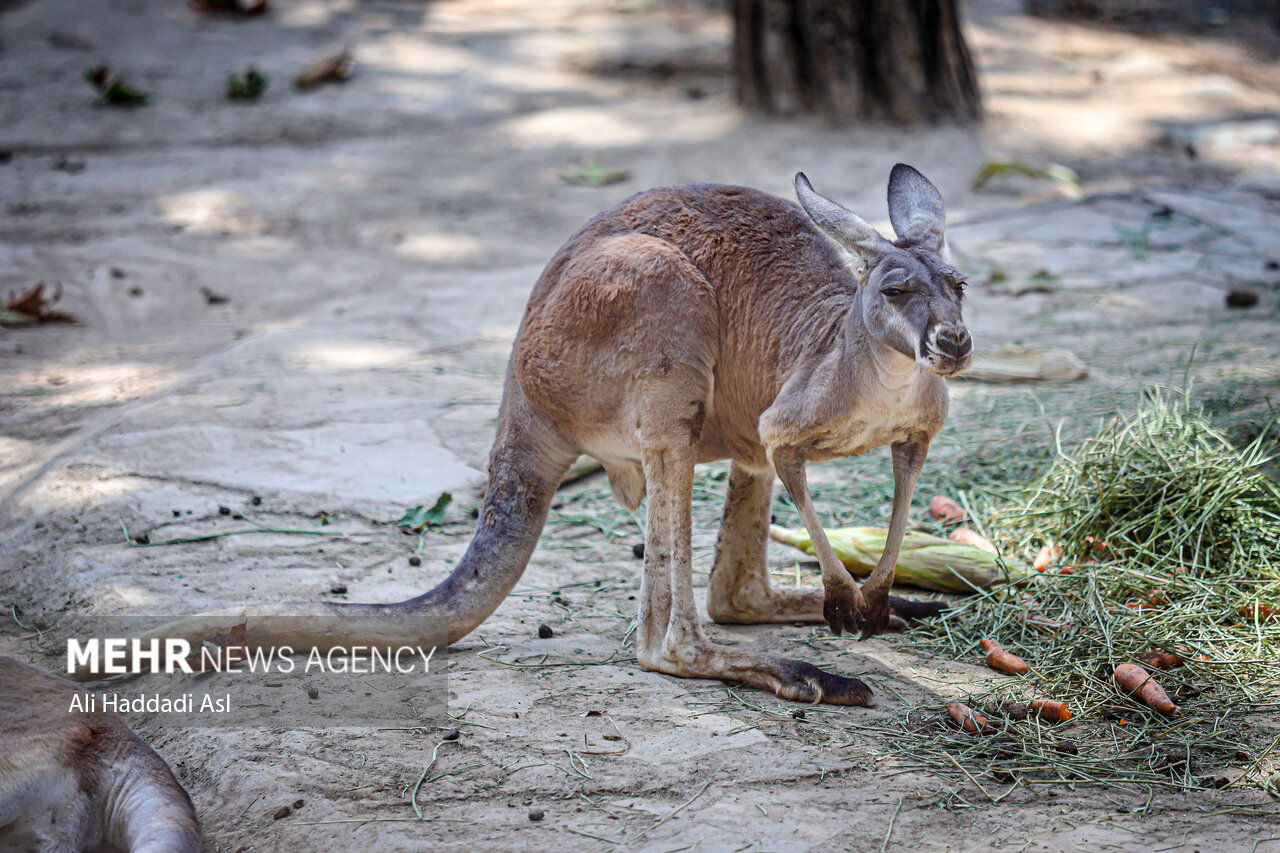 عکسهای جذاب و دیدهنشده از باغوحش تهران
