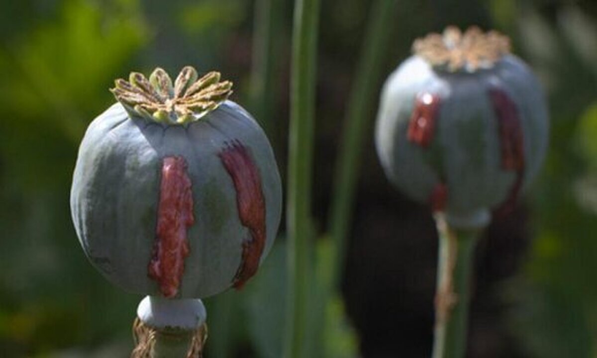 تریاک در کدام مناطق کشور گرانتر است؟