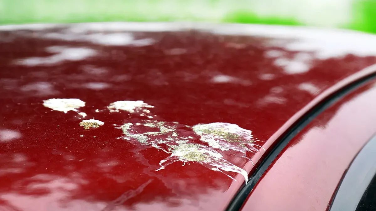 چقدر فضولات پرندگان به رنگ خودرو آسیب می‌زند؟